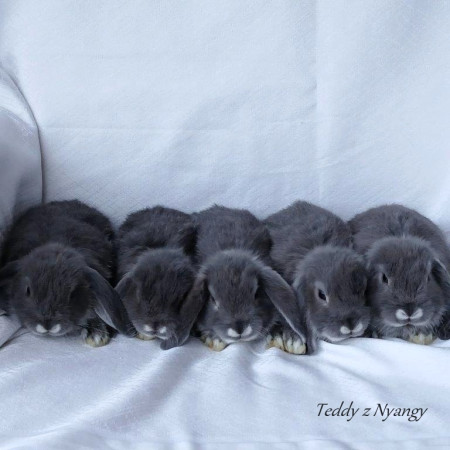 Vrh Q27 - REZERVOVÁNO !!!